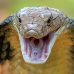 Top 5 Most Venomous Snakes in the World