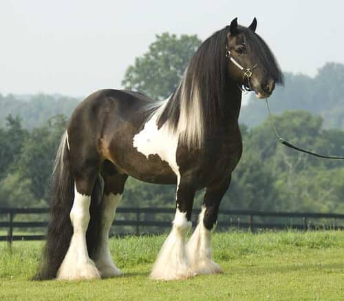 5 Beautiful Horse Breeds