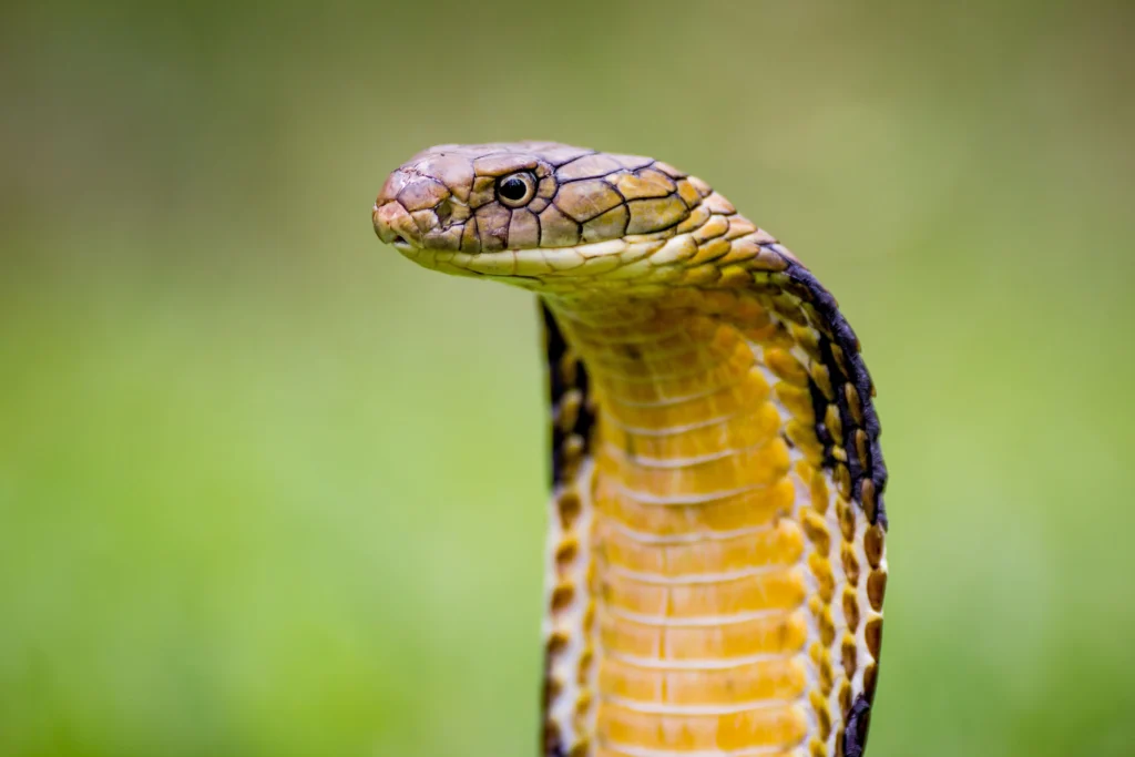 KING COBRA