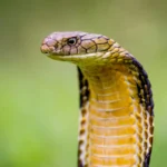 KING COBRA
