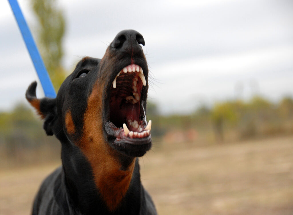 Top 5 Most Dangerous Dog,s Breeds In The World.