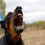 Top 5 Most Dangerous Dog,s Breeds In The World.