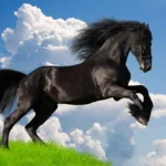 5 Beautiful Horse Breeds in the World .