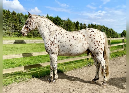 5 Beautiful Horse Breeds in the world (top 5)