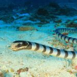 Belcher sea snake