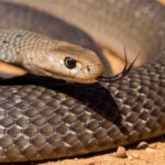 Eastern Brown Snake