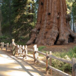 Top 5 Giant Trees in the World.