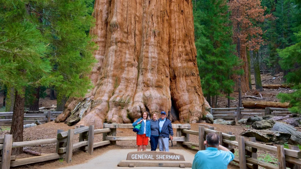 General Sherman Tree