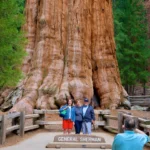 General Sherman Tree