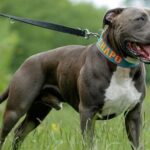 American Pitbull Terrier.