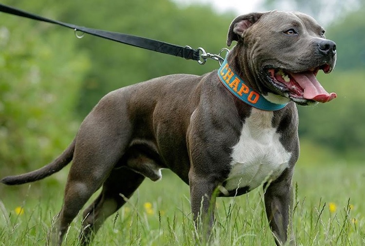 American Pitbull Terrier.